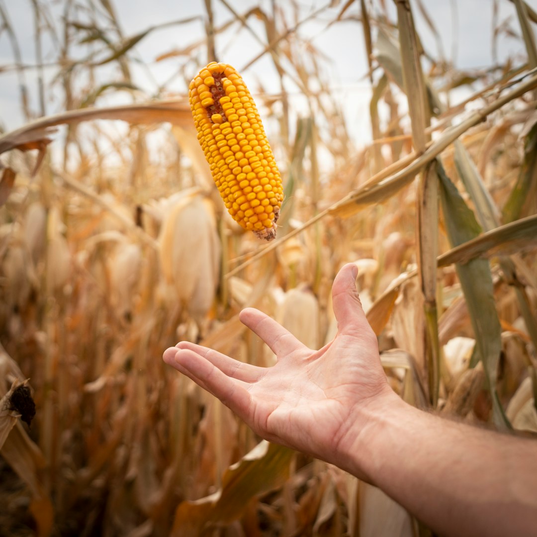 Quality corn grain supplied for agricultural and animal feed requirements in the UAE