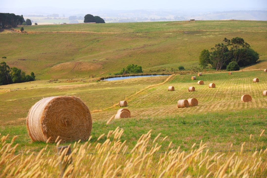 Agricultural hay field and bales for livestock feed supply across the UAE